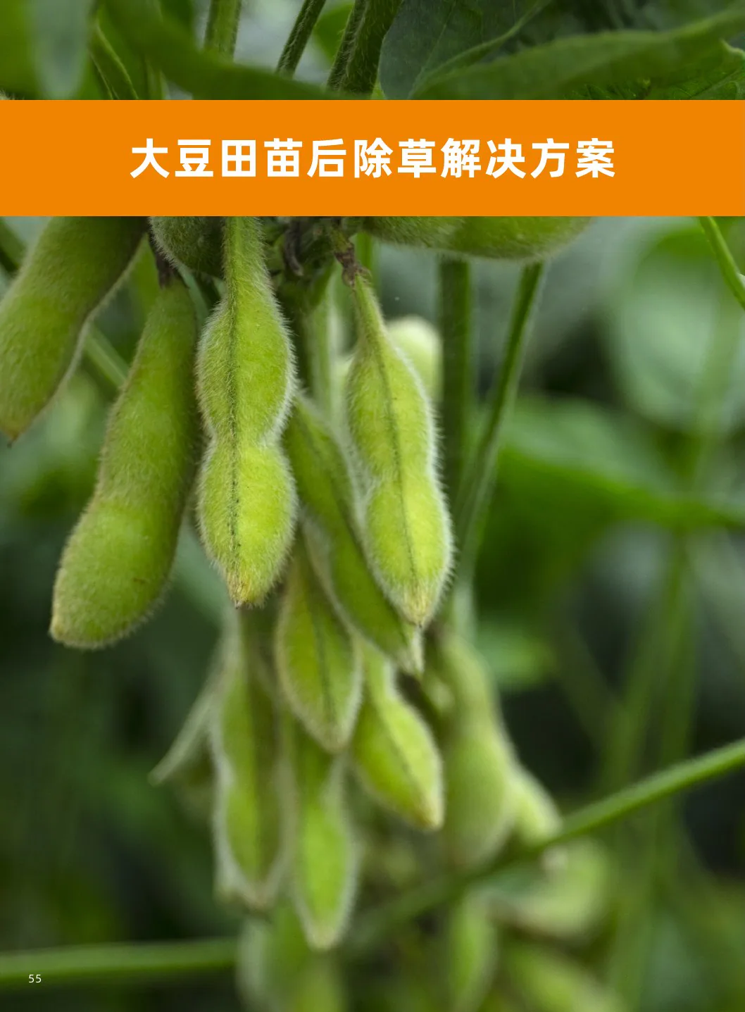 大豆田苗后除草方案
